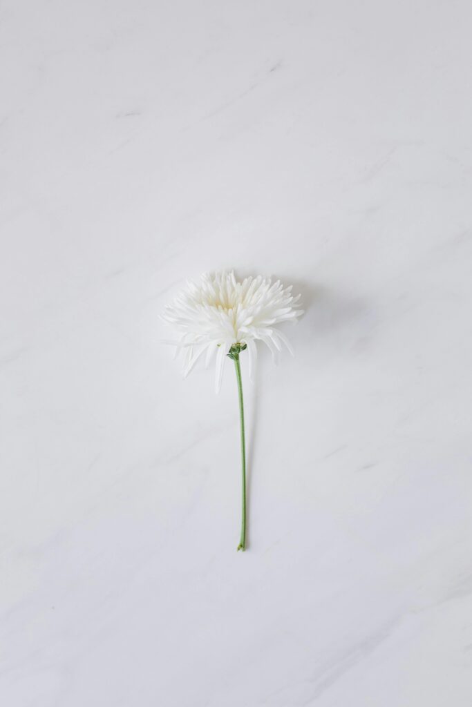 Delicate white flower on a marble background with ample copy space.